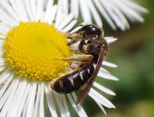 Halictus maculatus